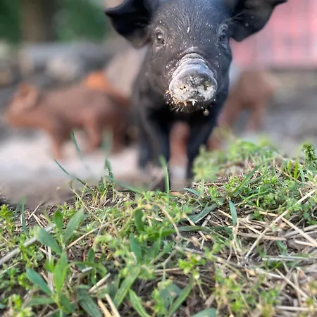 Guest house Foersterhof