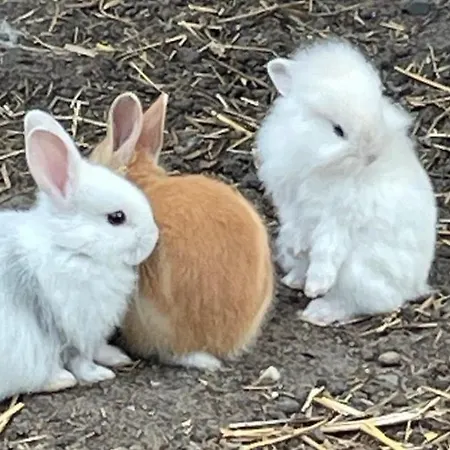 Foersterhof Angermunde