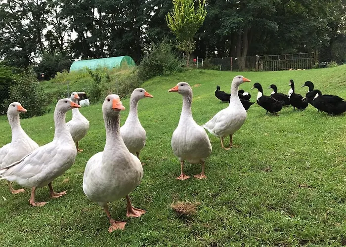 Foersterhof Pensión 3*