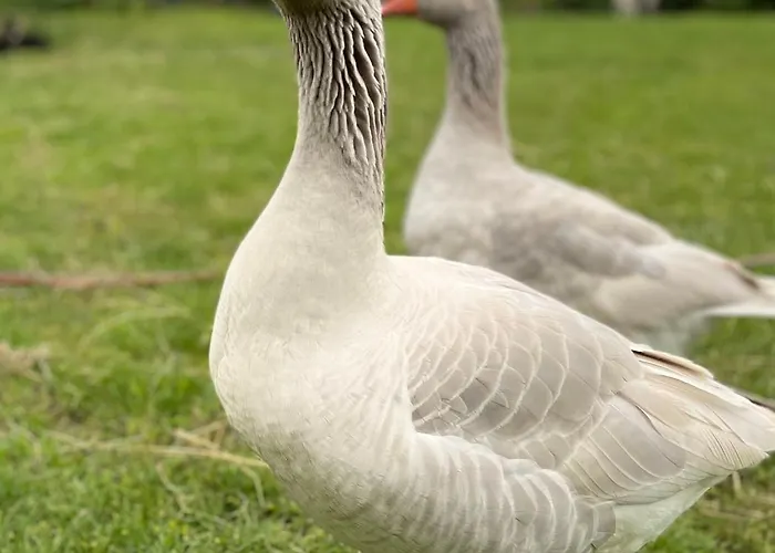 Pensión Foersterhof Angermunde