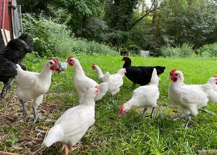 Foersterhof Pensión 3*