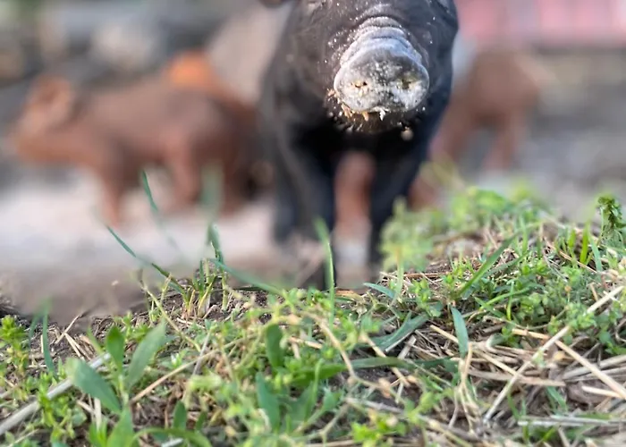 Pensión Foersterhof