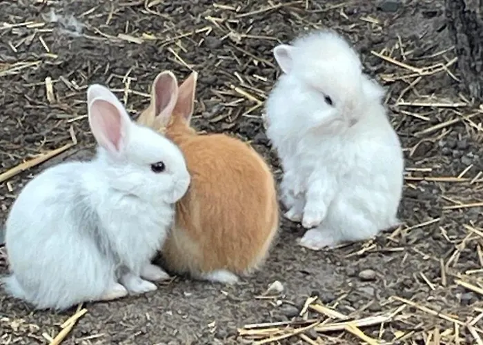 Foersterhof Angermunde